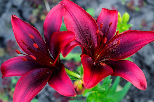 Varietal bright crimson lily