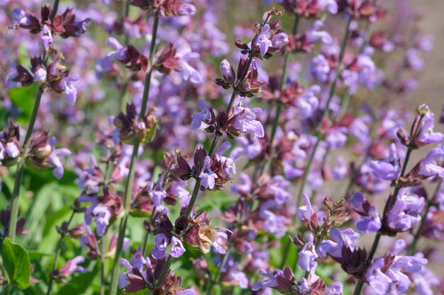 Varietal cultivated sage - medicinal aromatic herb blooms on a sunny summer day close-up