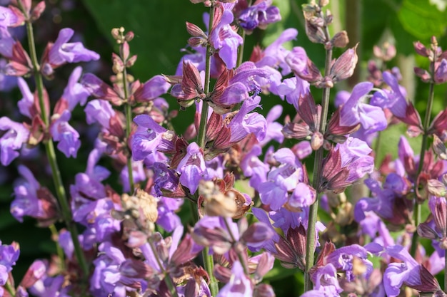 Varietal cultivated sage - medicinal aromatic herb blooms on a sunny summer day close-up