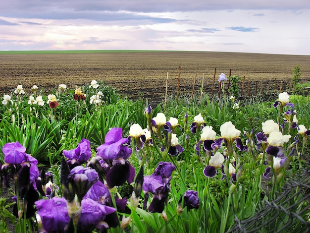Varietal irissen van violet witte kleur aan de rand van het veld close-up
