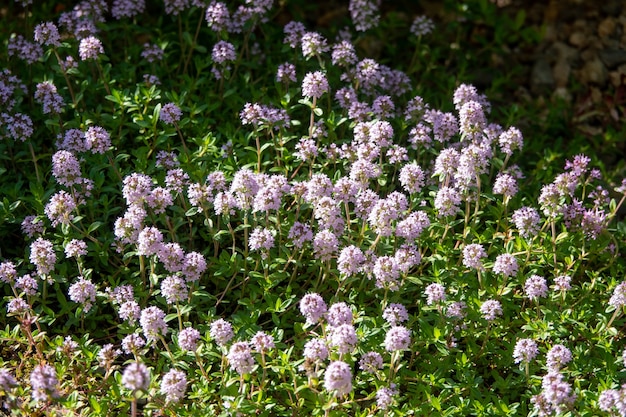 Variëteit met lichtroze bloemen in de tuin