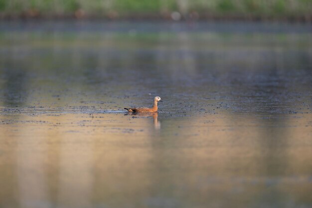 Foto variëteit roodrode schelpen tadorna ferruginea