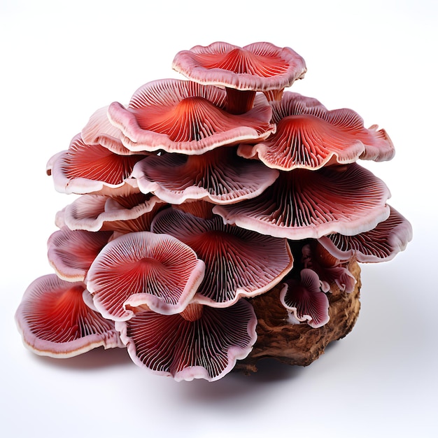 Variëteit van de natuur Reishi paddenstoel Type kruid Ganoderma Lucidum Vorm van kruid populair in het leven