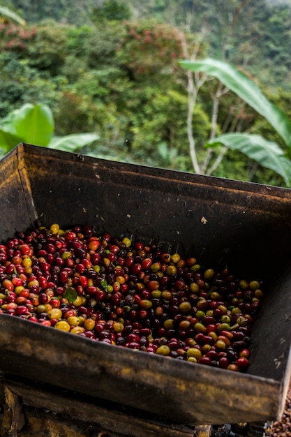 varieties of coffee seeds held by the hands of Peruvian coffee growers