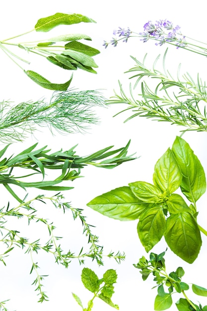 Foto varietà di erbe aromatiche piante appetitose fresche e aromatizzate per rendere il cibo vario aneto menta salvia timo basilico origano rosmarino e lavanda isolato su bianco mockup vista dall'alto per lo sfondo