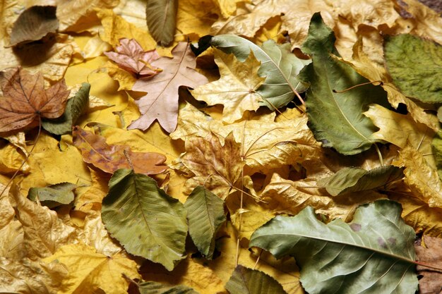 The variety of autumn fallen leaves close up