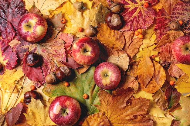 Photo variety of autumn leaves