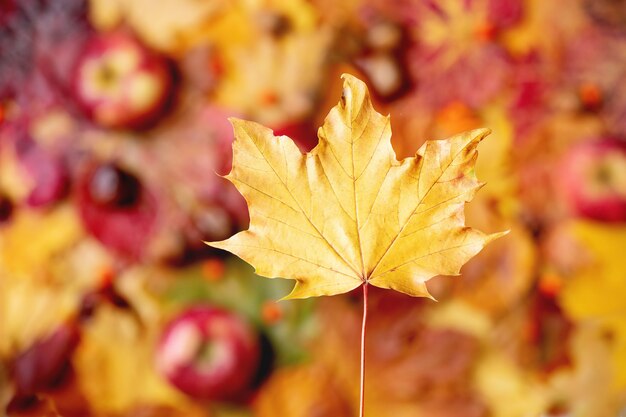 Variety of autumn leaves