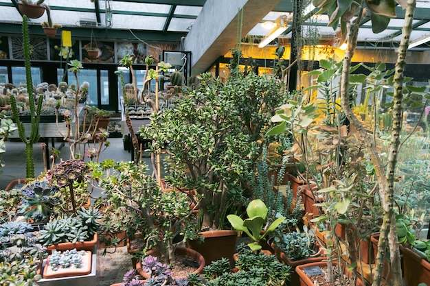 A variety of cactus plants on display at a cactus farm. Eco-friendly background in neutral colors with succulents potted plants.