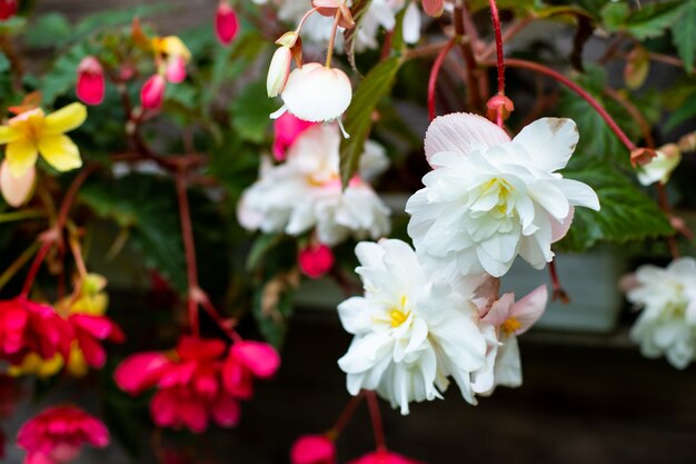 夏の装飾的な庭の植木鉢に色とりどりのベゴニア顕花植物の多様性季節の花夏の自然新鮮で美しいベゴニアの花が庭に咲きます