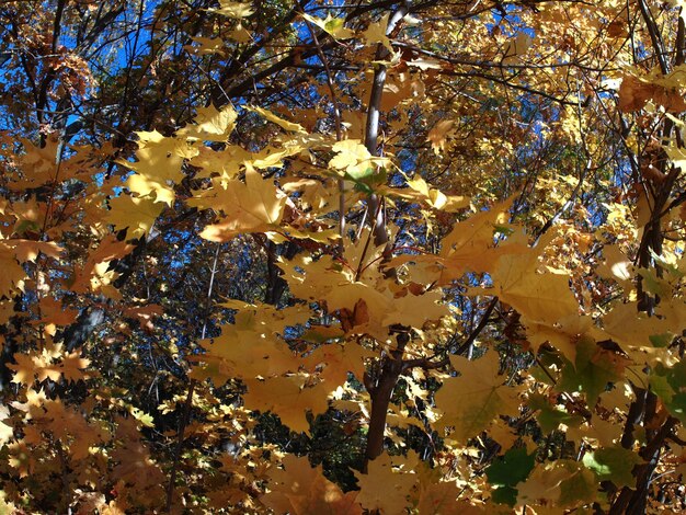 Photo variety of colors of the autumn forest