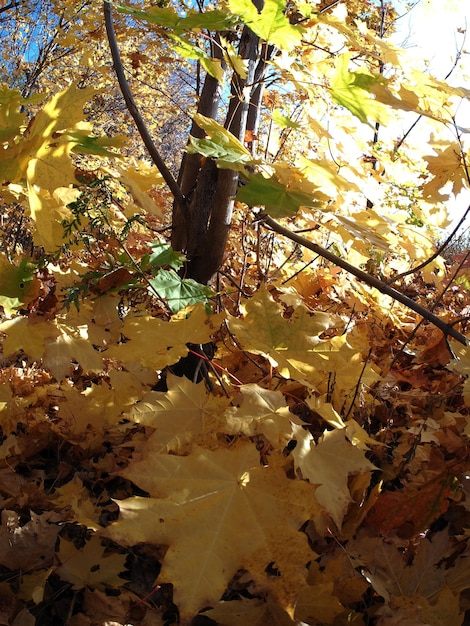 Photo variety of colors of the autumn forest