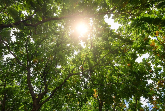 Corone di varietà di alberi nella foresta di primavera contro il cielo blu con il sole vista dal basso degli alberi