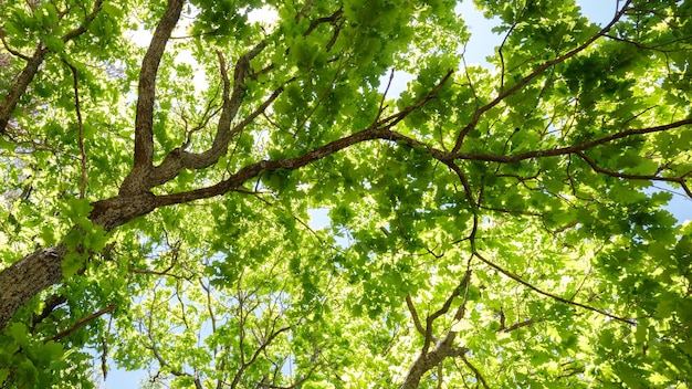 太陽と青い空を背景にした春の森の木々のさまざまな冠木々の底面図