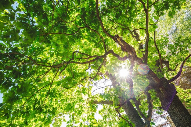 Variety crowns of the trees in the spring forest against the blue sky with the sun Bottom view of the trees