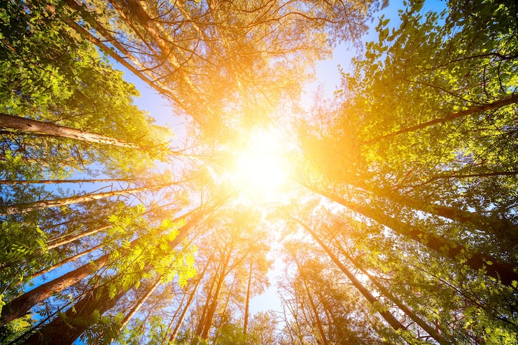 Photo variety crowns of  trees in spring forest against sky with sun. bottom view of trees