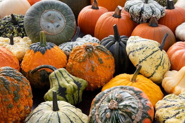 Variety of different fresh pumpkins in autumn close up full frame as background