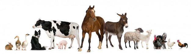 Variety of farm animals in front of white background