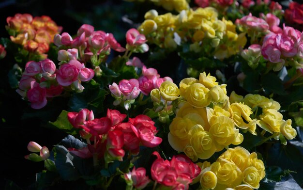 庭にはさまざまな花が飾られています。