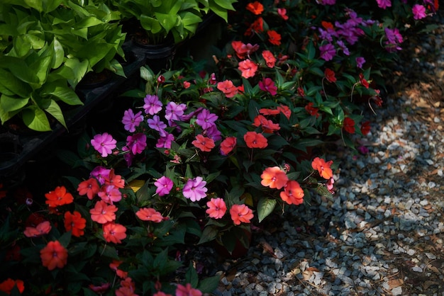 A variety of flowers in a garden