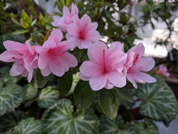 Variety of flowers in a pot on a deck outdoors