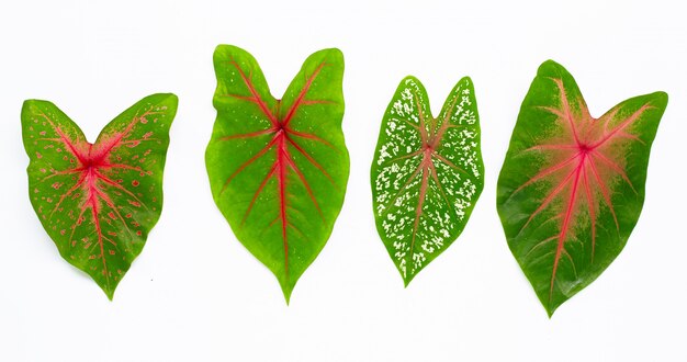 Variety of green fresh leaves