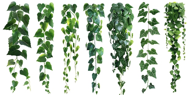 a variety of green leaves are shown on a white background