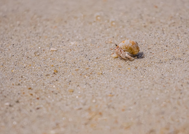 A variety of hermit crabs shape