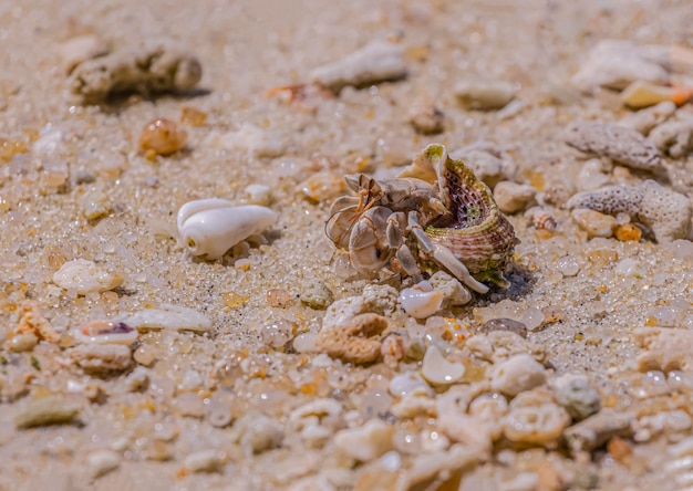 A variety of hermit crabs shape