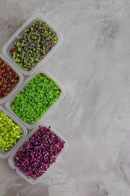 variety of micro greens of radish, beetroot, basil, arugula and cucumber. Healthy food.