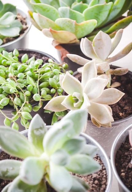 variety of mini houseplants succulents