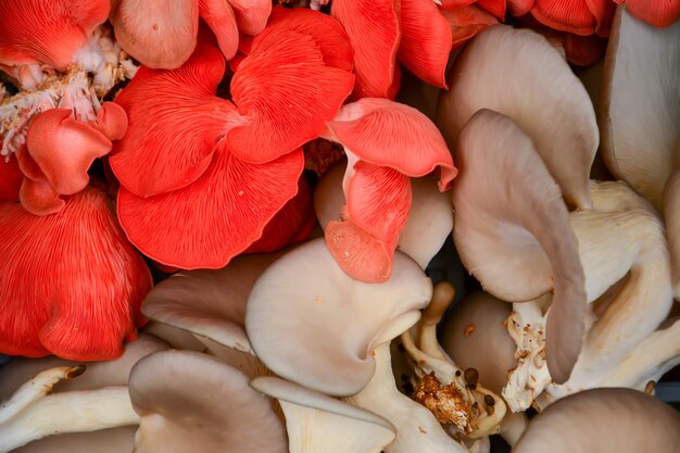 A variety of mushrooms