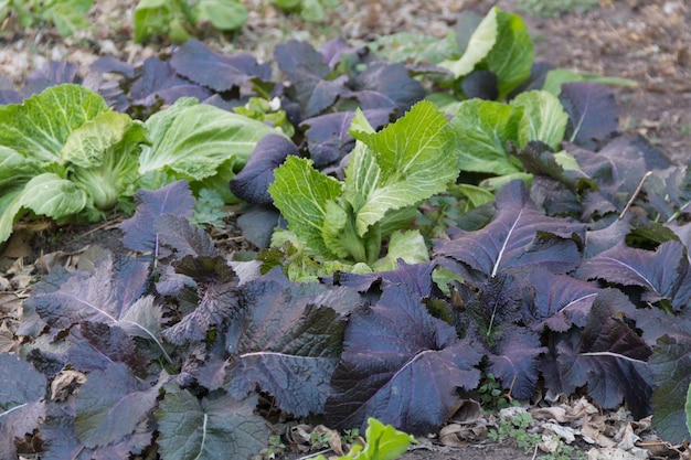 Variety of mustard plants grown in the organic garden