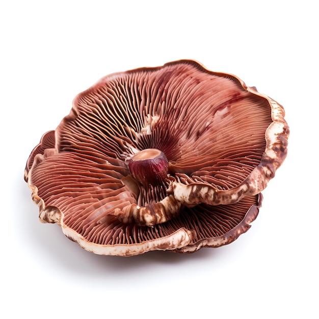 Variety of Nature Reishi Mushroom Type of Herb Ganoderma Lucidum Form of Herb popular in Life