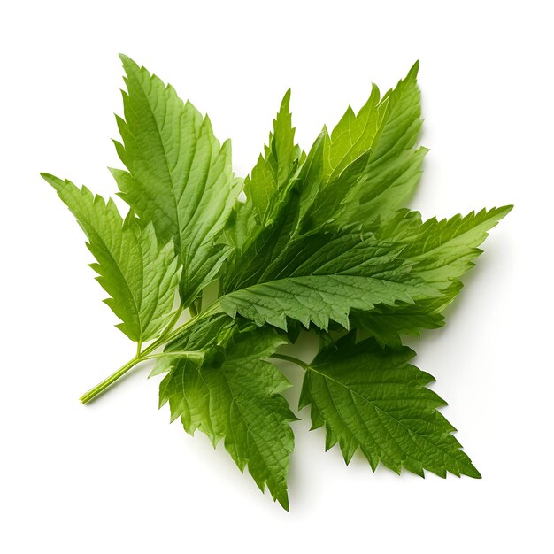 Variety of Nature Stinging Nettle Leaves Type of Herb Urtica Dioica Form of He popular in Life