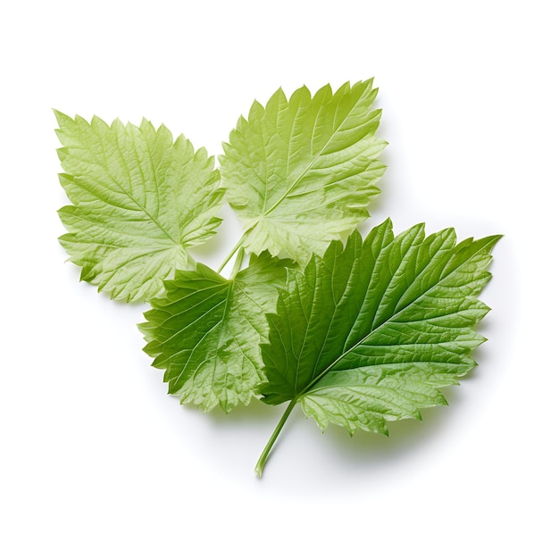 Variety of Nature White Mulberry Leaves Type of Herb Morus Alba Form of Herb D popular in Life