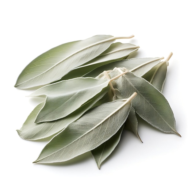 自然の多様性 ホワイト・セージの葉 草の種類 サルビア・アピアナ 草の形 ライフで人気のあるDr