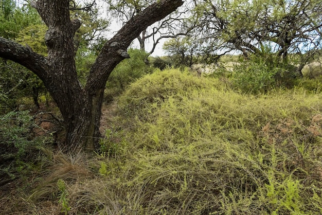 Variety of plant species in Calden forest environment