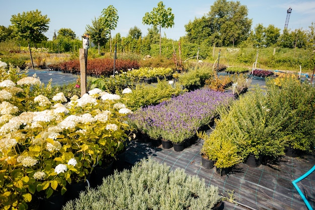 Variety of plants growing in pots at openair market