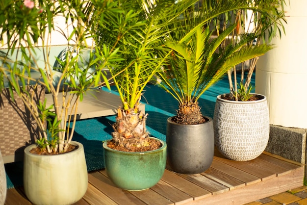 a variety of pots with decorative exotic plants