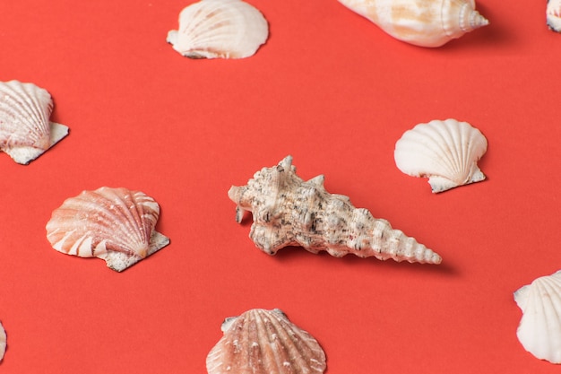 Variety of seashells on the background of living cora