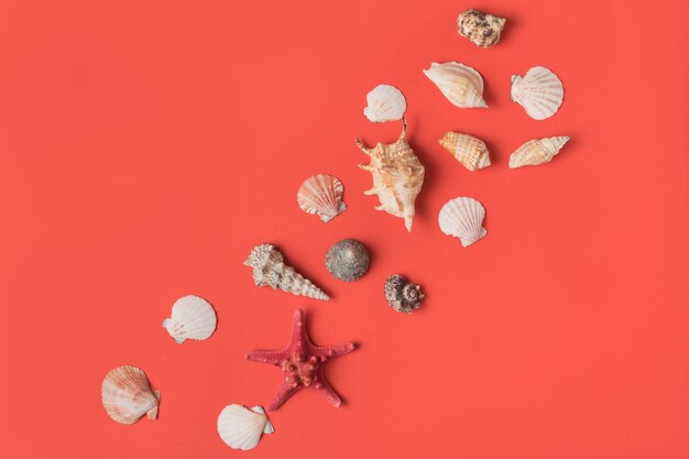 Variety of seashells on the background of living coral. Flat lay. Marine concept