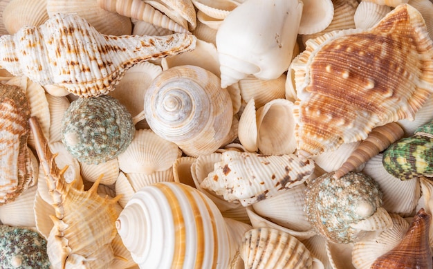 Photo a variety of seashells and snails in a box collected on a beach holiday