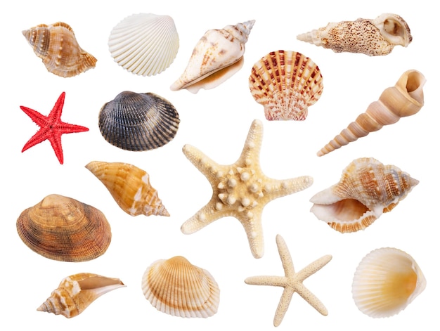 Variety of seashells and starfish isolated on white Collection of seashells for you design