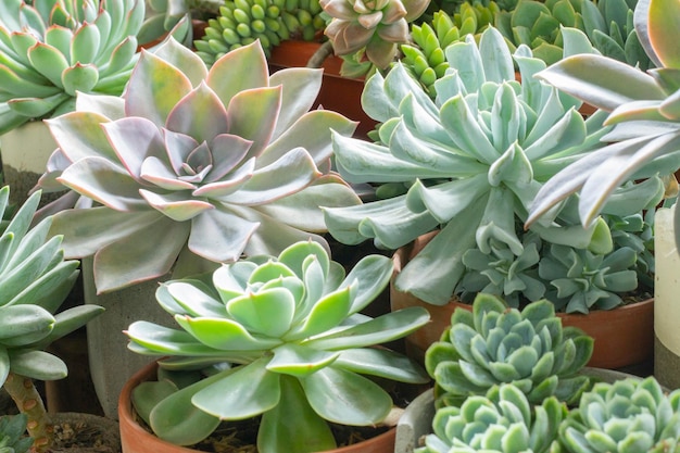 Variety of succulent plants in pots close up image