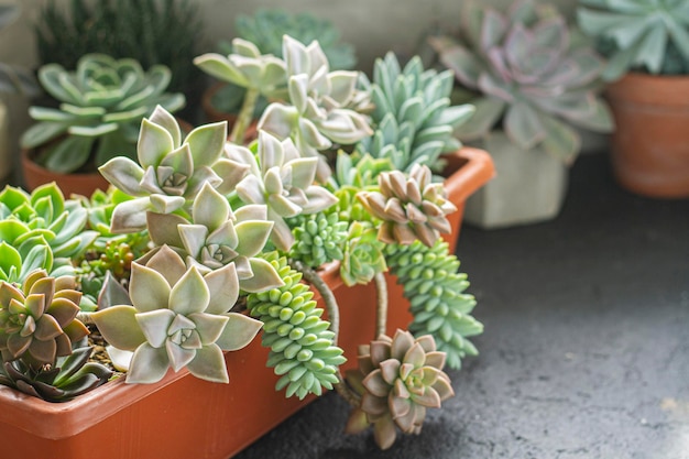 Varietà di piante succulente in vaso immagine ravvicinata