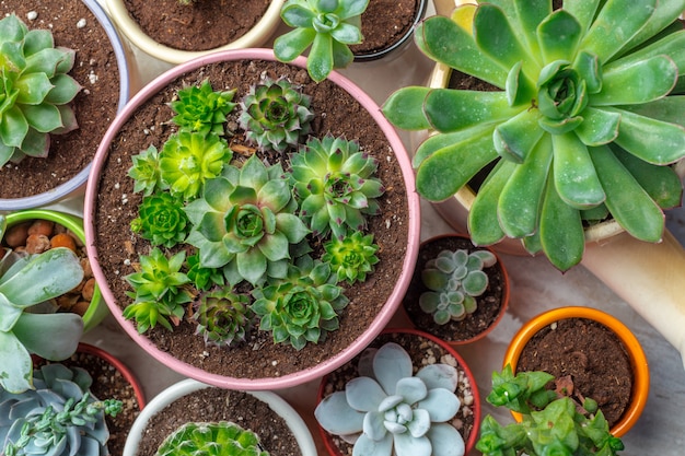 Variety of Succulents  in different  pots