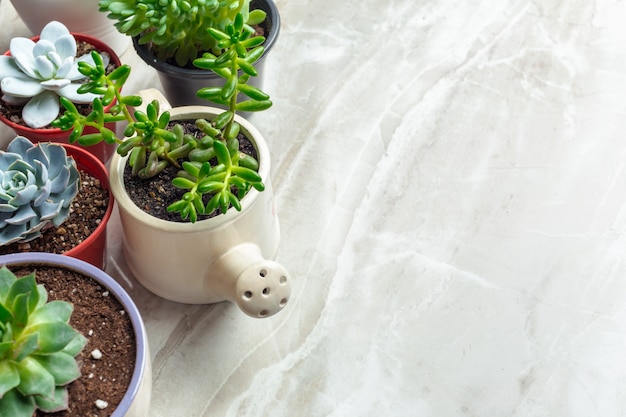 variety of succulents  in different  pots