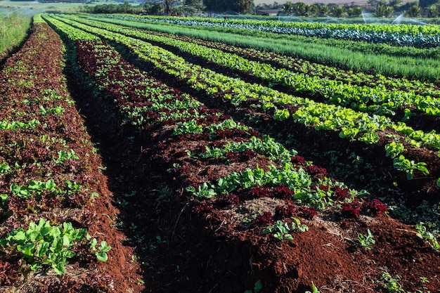 variety vegetable plants in growth at vegetable garden