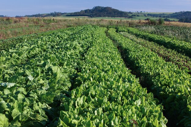 variety vegetable plants in growth at vegetable garden